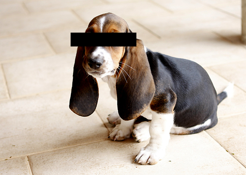 Featured_basset_30916