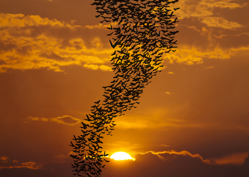 Featured_bats_31246